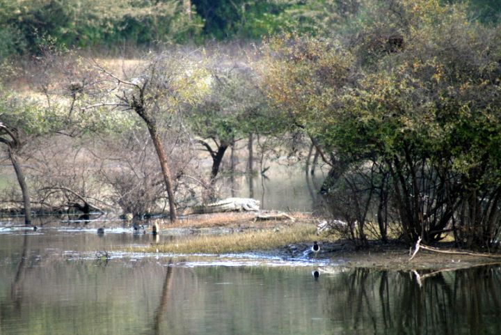 Sariska Tiger Reserve in Alwar to Resume Safari from October After Monsoon Break