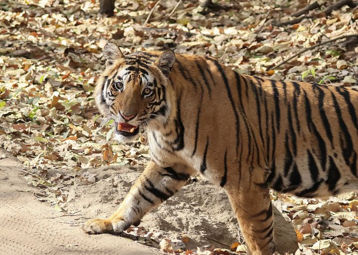 Monsoon Boost: 2,400 Tourists Visit Bandhavgarh Buffer Safaris, 14.5% Rise