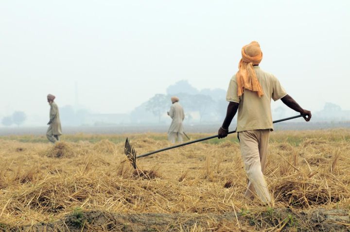 Punjab Records 8 New Stubble Burning Cases, Total Toll Reaches 15 in Six Days