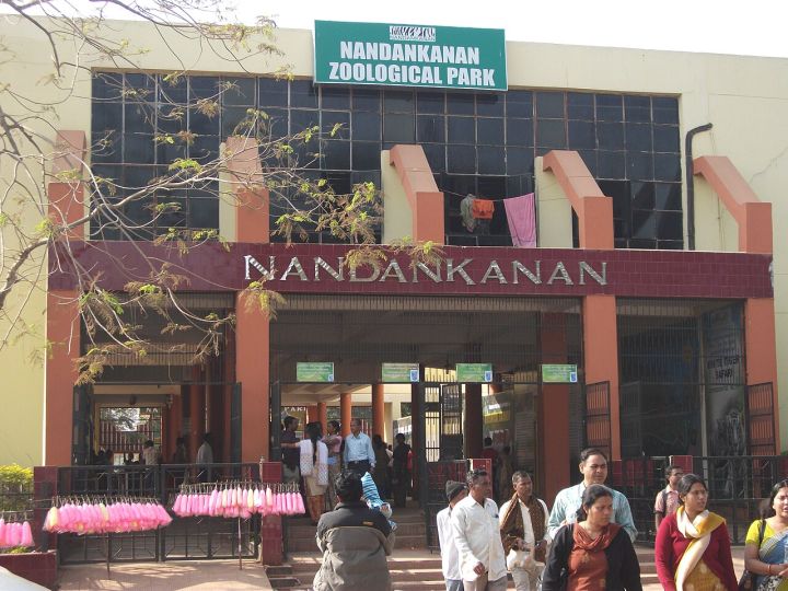 Nandankanan Orangutan Cubs Show Improved Health and Activity