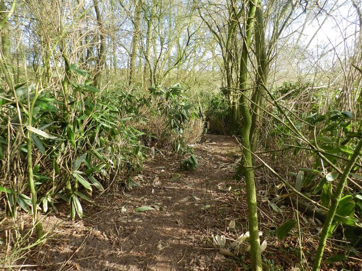 Odisha to Set Up New Bamboo Clusters to Strengthen Rural Livelihoods