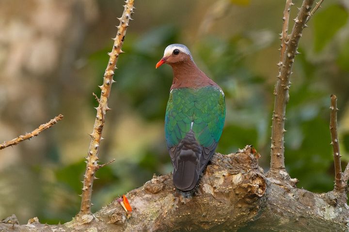 State Deploys GIS Mapping and CCTV to Intensify Wildlife Crime Crackdown