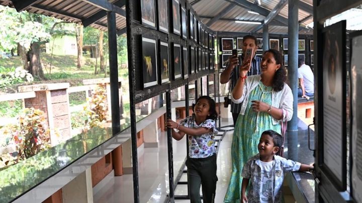 Rare Haplothismia exannulata plant headlines Kerala's Parambikulam Wildlife Week