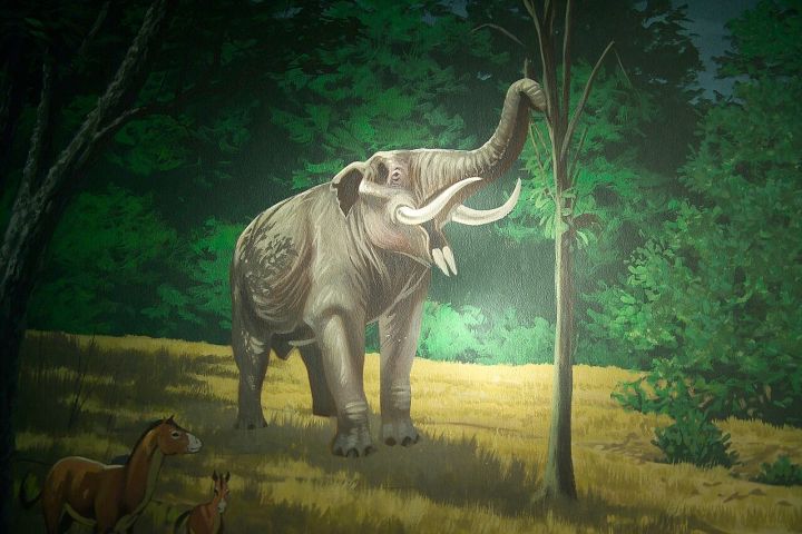 Youths Chase Elephants with Sticks in Joda, Odisha – Video Goes Viral