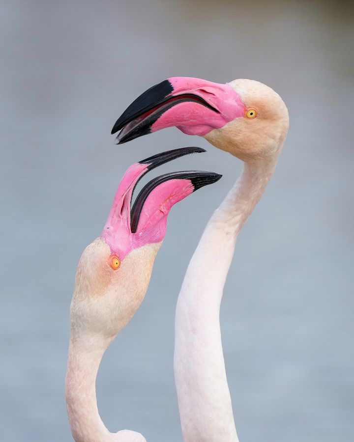 Greater Flamingos Flock to Tamil Nadu's Veeranam Lake