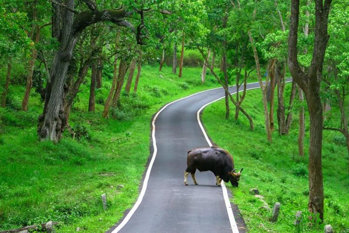 Biligirirangana Betta Tiger Reserve Sees Record Rise in Tiger Numbers