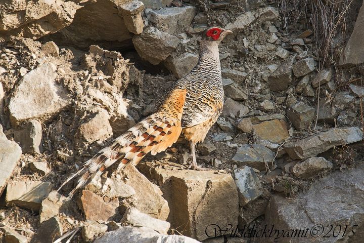 Himachal Pradesh Boosts Cheer Pheasant Numbers from 11% to 100%
