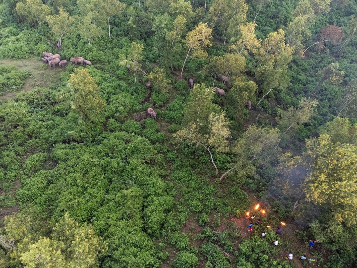 Bangladesh, India to Discuss Sherpur Elephant Corridor
