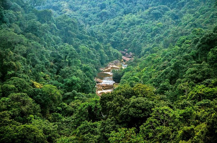 Meghalaya Deploys 161 Camera Traps to Track Elusive Small Cats