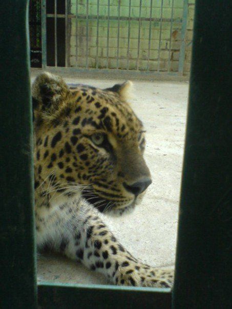 Leopard Rescue in Uttarakhand Sparks Controversy