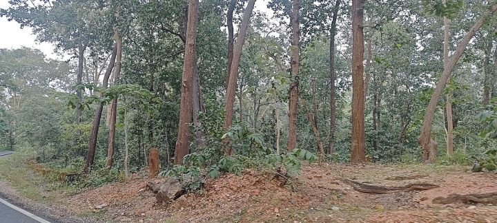 Jharkhand Reports Vacant Tiger Habitats, Conservation Efforts Urged