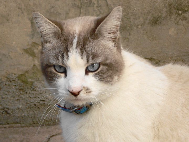 Cat Returns After 10 Years, Reunites With Owner on Her 30th Birthday in UK