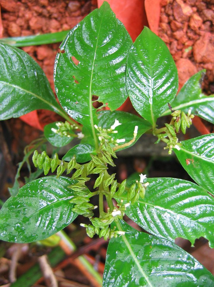 Two New Ophiorrhiza Species Discovered in Arunachal Pradesh, One Named After CM Pema Khandu