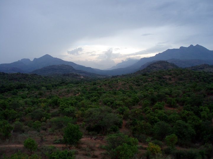 Tamil Nadu Forest Watchers Demand Pay Parity with Police