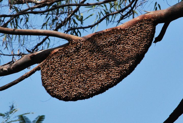 ZSI Survey Reveals Rich Wild Bee Diversity in Arunachal's Tawang