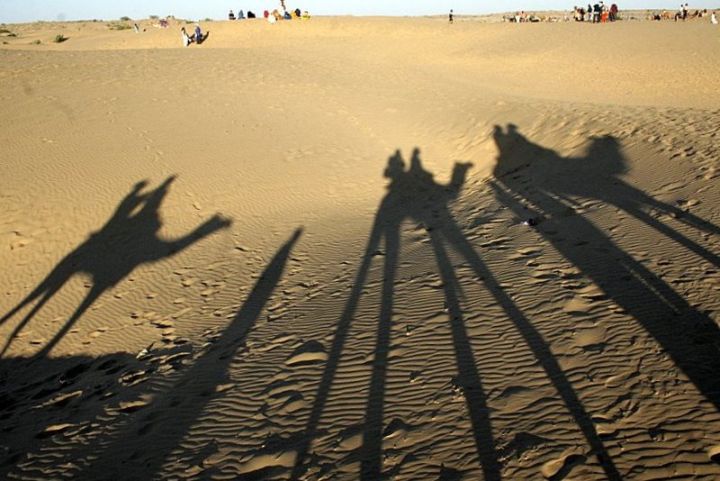 Desert fox kills 6‑month‑old Ghodawan in Jaisalmer National Park; protocols reviewed