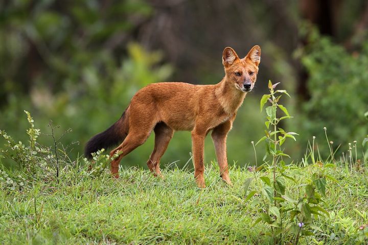 Dhole Vanishes from Uttarakhand Forests, Experts Raise Alarm