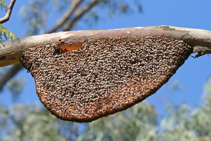 Meghalaya's Bees: Vital for Honey, Crops, and Conservation
