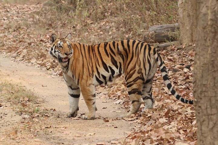 CDV kills female tiger Shavak in Kanha National Park, death toll reaches nine