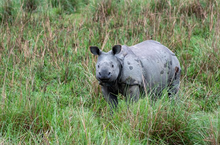 Pobitora Wildlife Sanctuary Reopens with Additional Safari Jeeps and New Museum