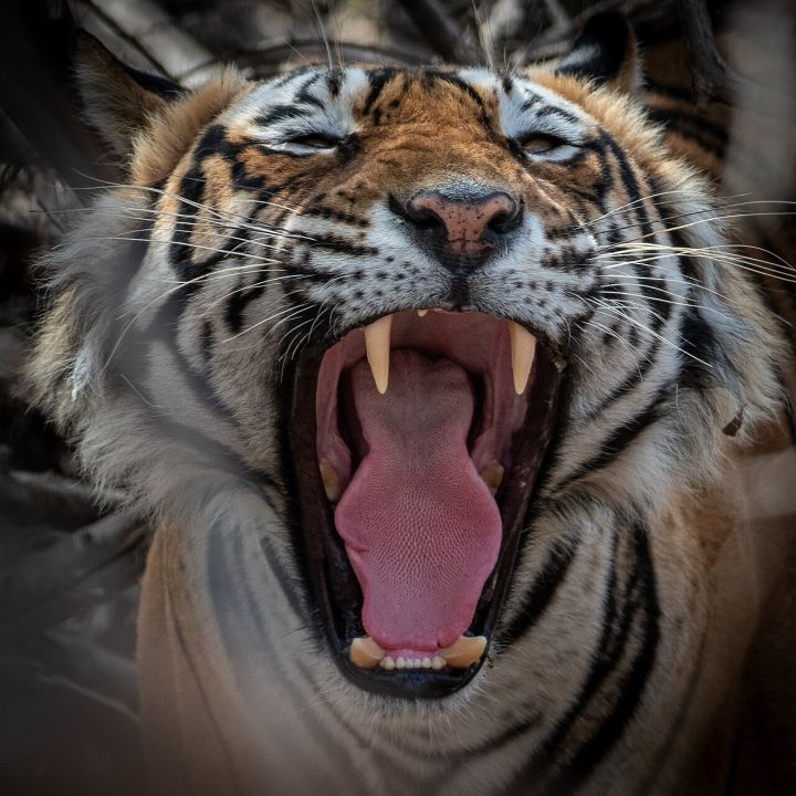 Ranthambore to Deploy High‑Tech Sensors to Deter Leopard Encounters, Inspired by Kerala Model