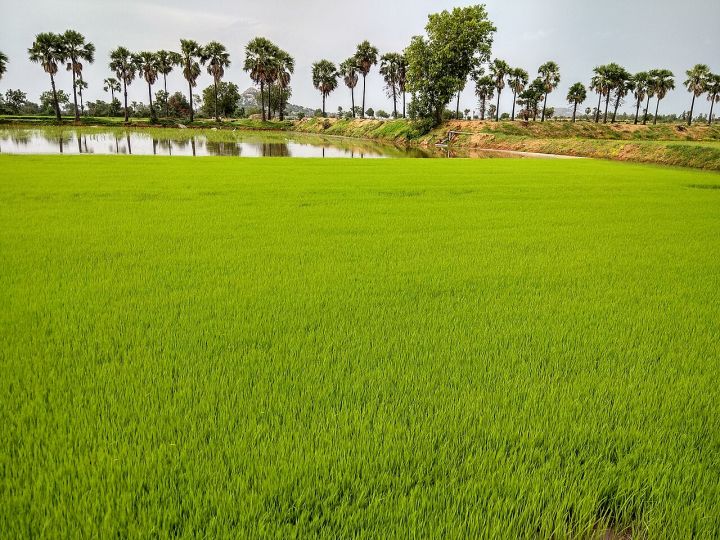 Telangana’s Rice Reserves Set to Sustain Supply Until September 2027