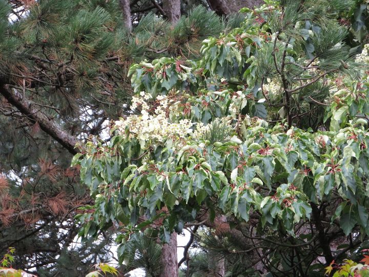 Rare flowering shrub found in Assam after 204‑year disappearance, says minister