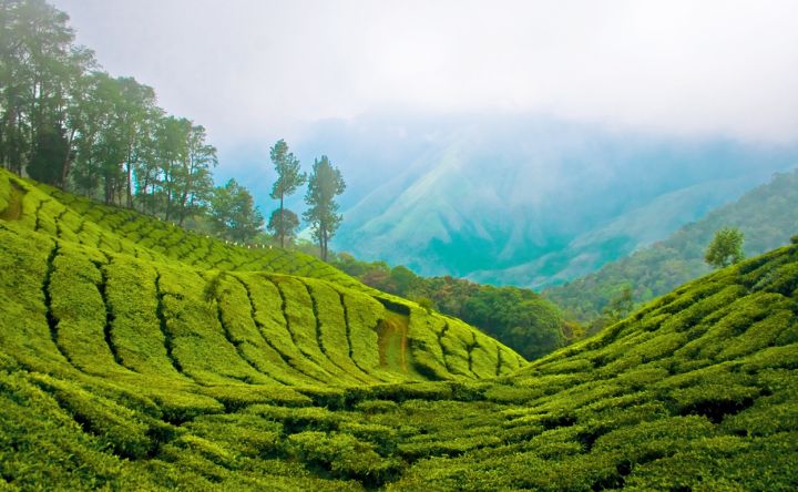 Munnar Tops List of India's Best Hill Towns for Retirement