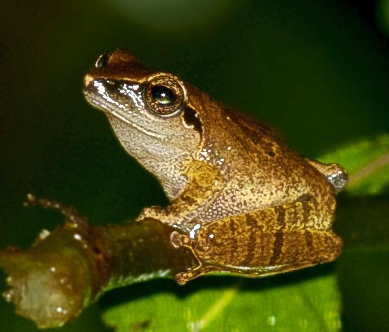 Goan portal highlights wildlife losing its way home