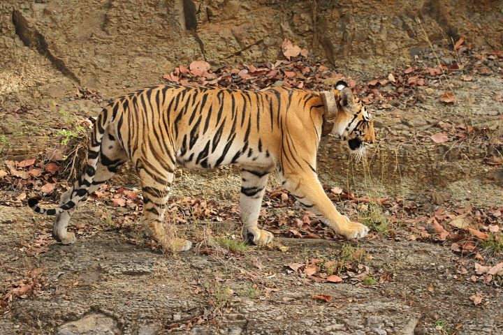 Radio‑collared Tigress from Bihar Now Spotted in Assam Forests
