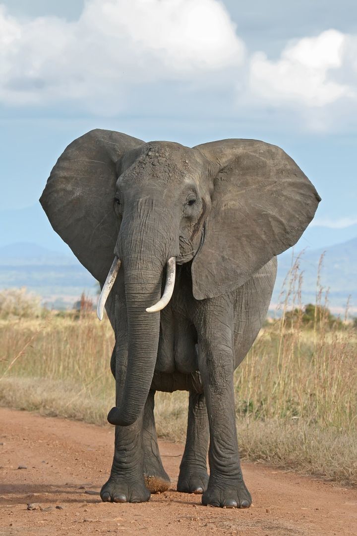 Two Elephant Calves Die Hours Apart in Chhattisgarh Incidents