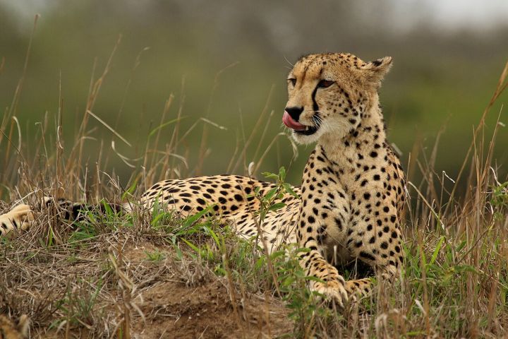 Cheetahs Reintroduced to Veerangana Durgavati Tiger Reserve After 114 Years