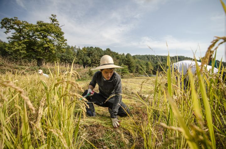 Telangana Aims to Regain Momentum in Natural Farming