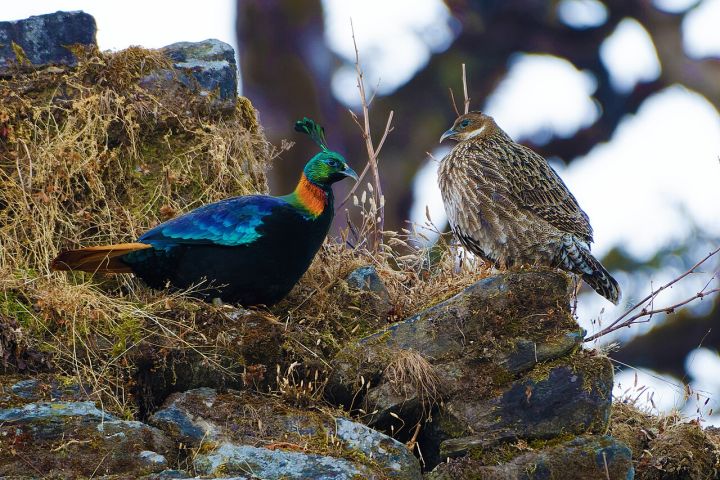 Himalayan Monal Alters Calls Amid Rising Human Noise in Uttarakhand
