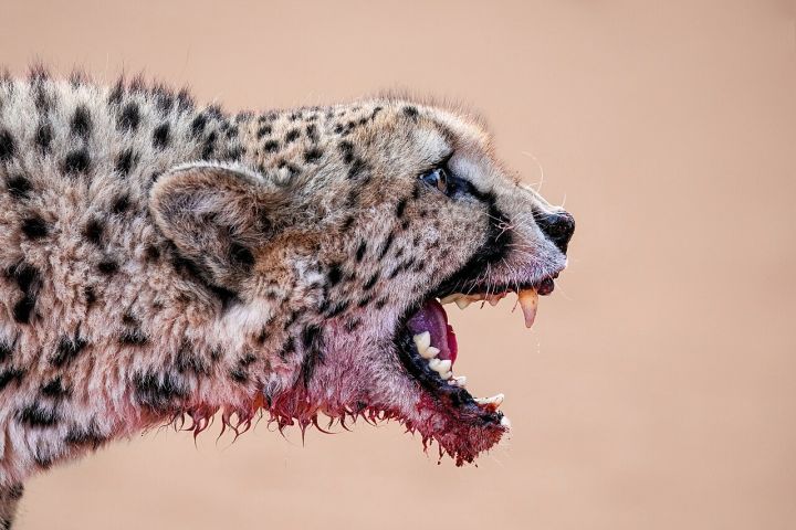 Centre forms high-level team to probe cheetah death from pellet injury in M