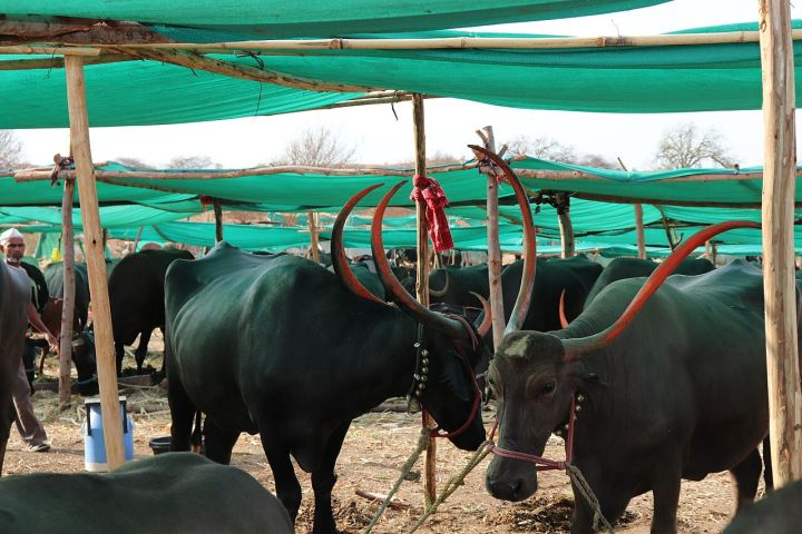 Maharashtra faces 50-year worst drought as farmers lose fruit harvest, battle to save trees