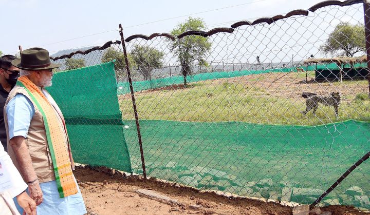 38 of 54 cheetah cubs in Kuno National Park are Indian‑born, surpassing foreign‑born