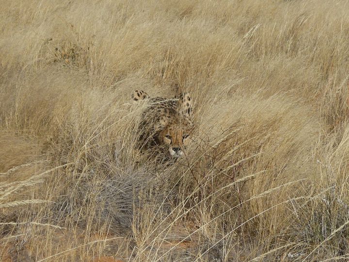 Madhya Pradesh designates third cheetah sanctuary