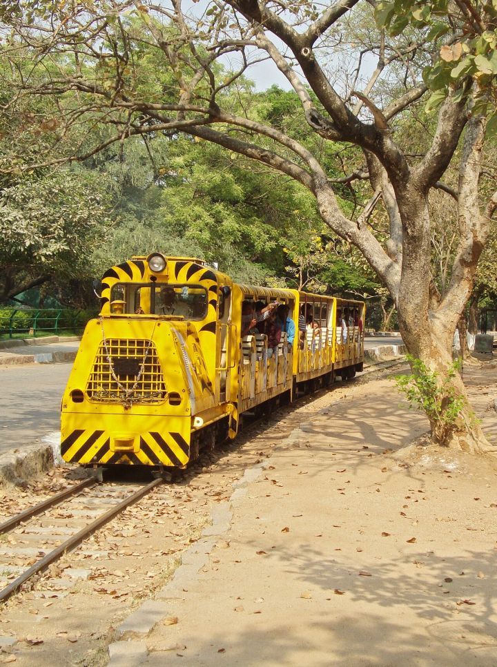 Hyderabad Zoo to Introduce Kangaroos, Wallabies and Lemurs