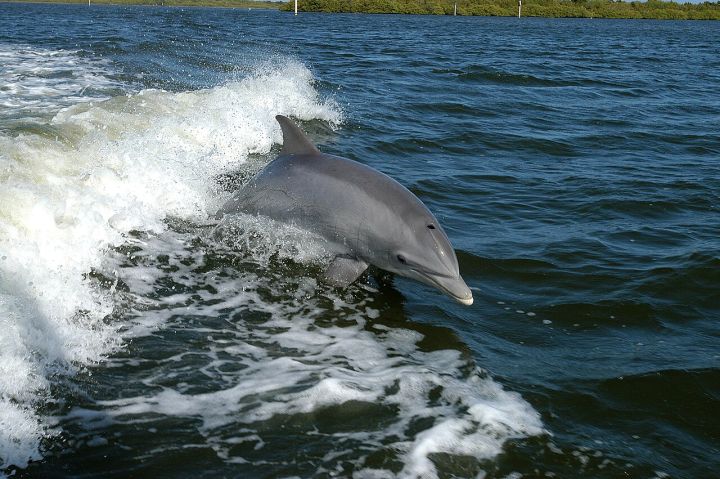 Man Saves Rare Ganges River Dolphin in Nepal; Viral Video Captivates Viewers