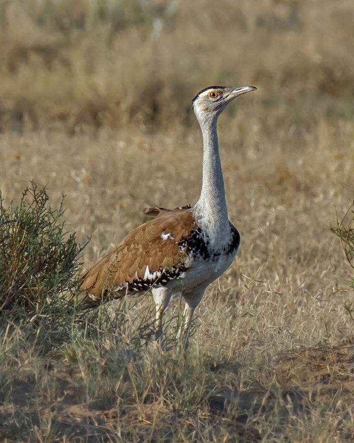 Two captive‑bred great Indian bustards released in Rajasthan's desert national park