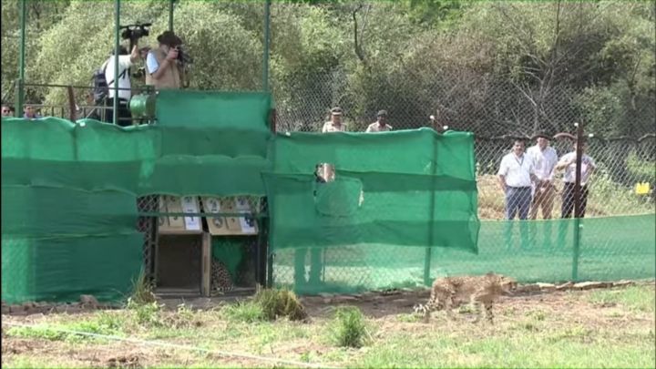 28 Cheetahs Lost in Kuno National Park, 7 This Year, Including 8‑Month‑Old Hope