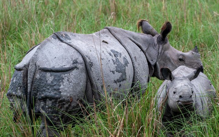 Pobitora Wildlife Sanctuary Reopens for 2026-27 Tourism Season in Assam