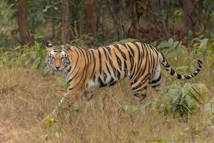 Tiger Shavak Killed in Wire Trap in Anupur, Two Villagers Arrested