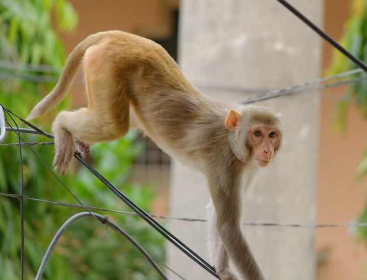 Haryana Monkey Accused of Biting 12+ People Captured, Crowd Slaps It