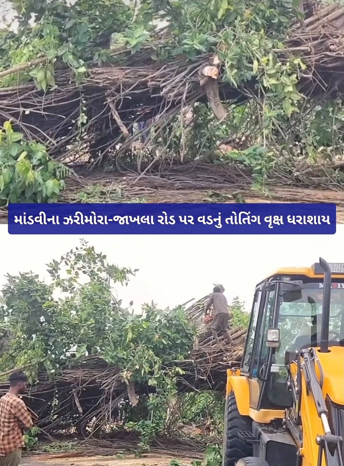 માંડવીના ઝેરીમોના ઝખલા રોડ પર વડનું તોતીંગ વૃક્ષ ધરાશાય.