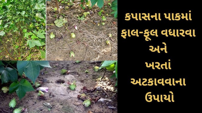 અમરેલી જિલ્લાના ખેડૂતો માટે દિવેલાના પાકમાં રોગ-જીવાત નિયંત્રણ માટે ઉપયોગી ઉપાયો