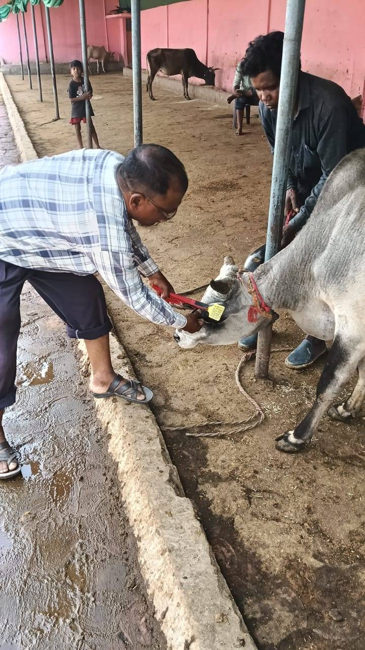 केसवाही गोपाल गौशाला में मवेशियों की टैगिंग, पशुओं की