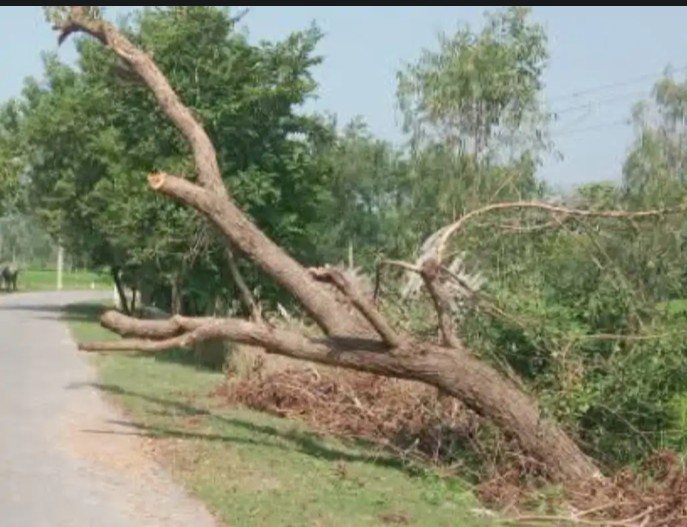 पेड़ न हटने के हादशा होने के अधिक चांस दिख रहे है